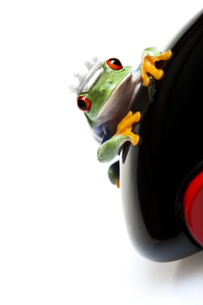 Frosch und Auto — Stockfoto