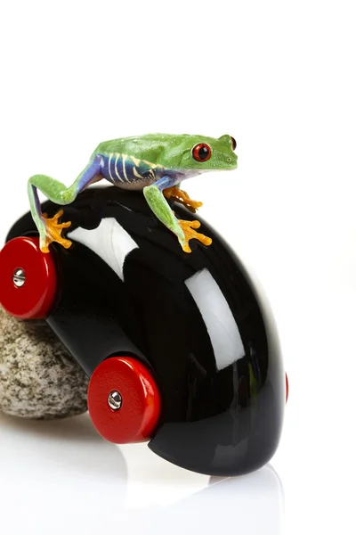 Ahşap araba ve kurbağa — Stok fotoğraf