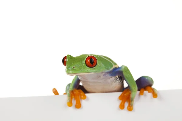 Frame frog — Stock Photo, Image