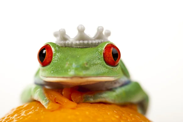 Oranžová žába — Stock fotografie