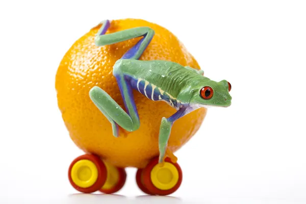 Żaba pomarańczowa — Zdjęcie stockowe