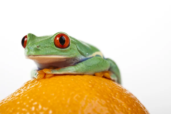 Orange frog — Stock Photo, Image