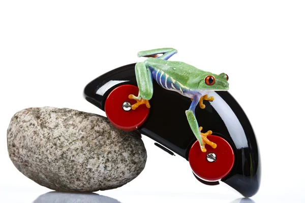 stock image Toy car and frog