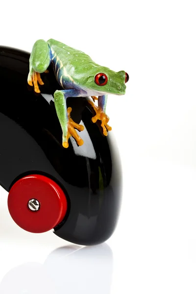 Autko i żaba — Zdjęcie stockowe