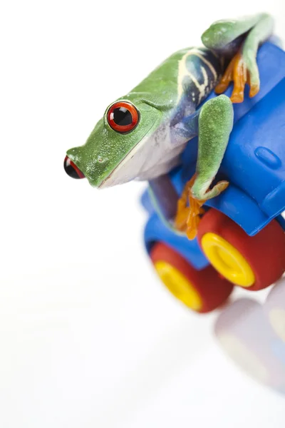 Szalona żaba — Zdjęcie stockowe
