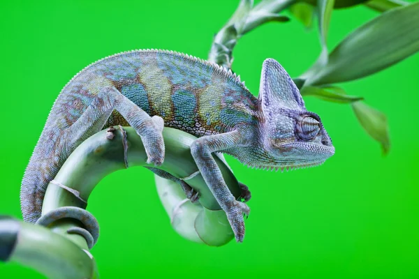 Camaleón verde — Foto de Stock
