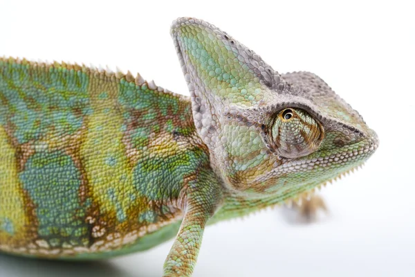 Chameleon izolovaných na bílém — Stock fotografie