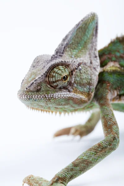Kameleon na białym tle — Zdjęcie stockowe