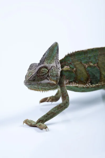 Chameleon geïsoleerd op wit — Stockfoto