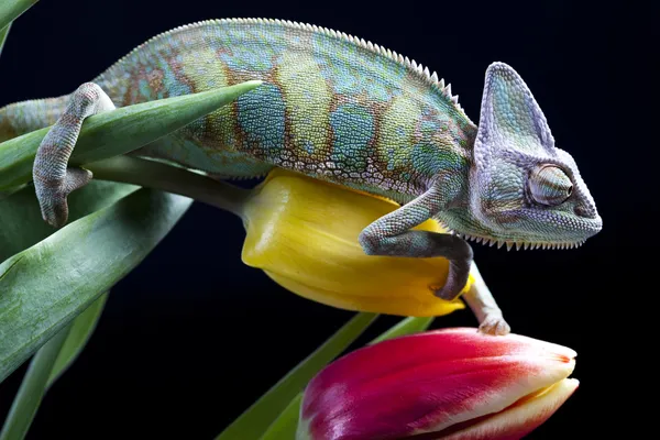 Chameleon na květ — Stock fotografie