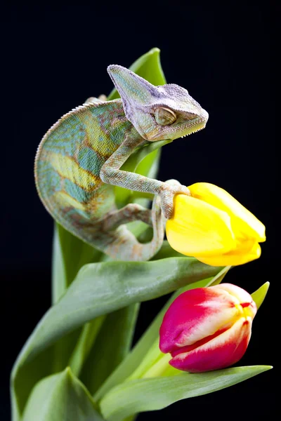 Chameleon on flower — Stock Photo, Image