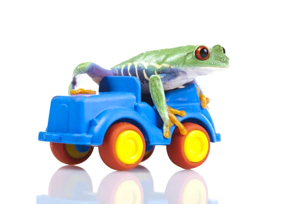 Kurbağa sürücüsü — Stok fotoğraf