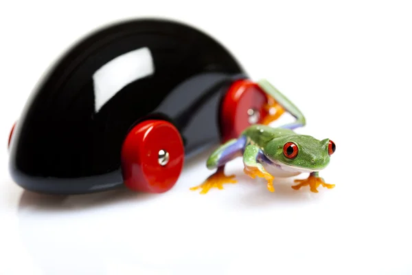 Frog driver — Stock Photo, Image