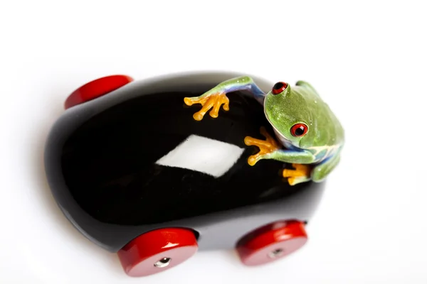 Froskesjåfør – stockfoto