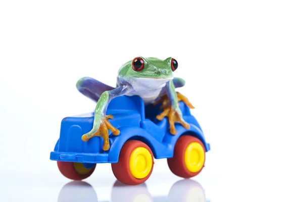 Żaba i samochodu — Zdjęcie stockowe
