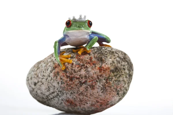 Princess frog — Stock Photo, Image