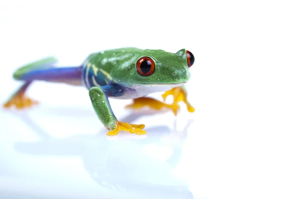 Żaba efektu czerwonych oczu — Zdjęcie stockowe