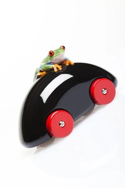 stock image Frog and car