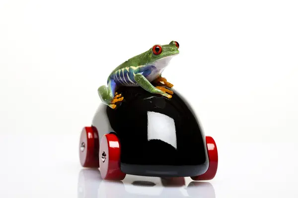 Green Frog driving — Stock Photo, Image