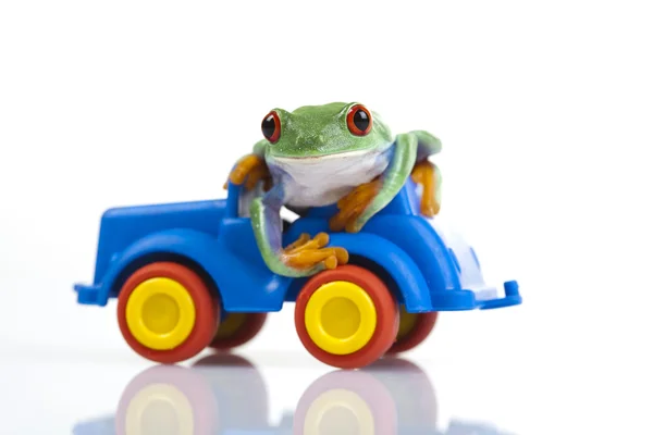 Green Frog driving — Stock Photo, Image