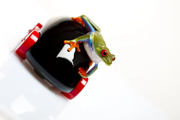 Zelená žába jízdy — Stock fotografie