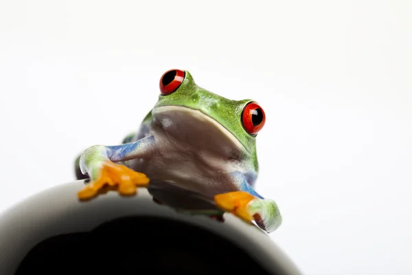 Driver frog — Stock Photo, Image