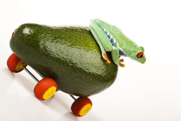 Sürücü kurbağa — Stok fotoğraf