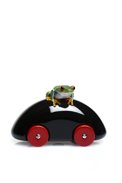 Zielona żaba jazdy — Zdjęcie stockowe