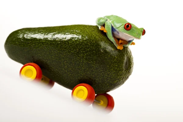 Řidič žába — Stock fotografie