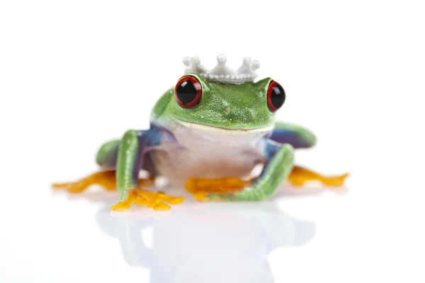 stock image Princess frog