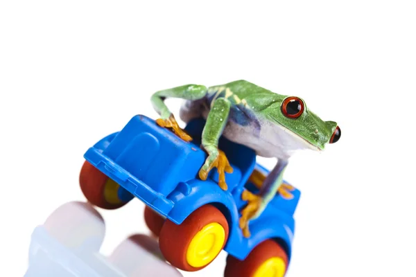 Yeşil kurbağa sürüş — Stok fotoğraf
