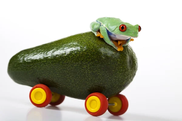 Driver frog — Stock Photo, Image