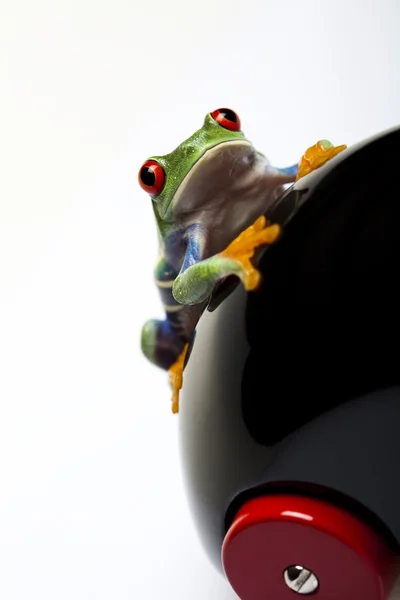Yeşil kurbağa sürüş — Stok fotoğraf