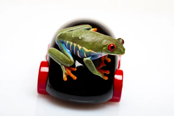 Zabawki i żaba — Zdjęcie stockowe