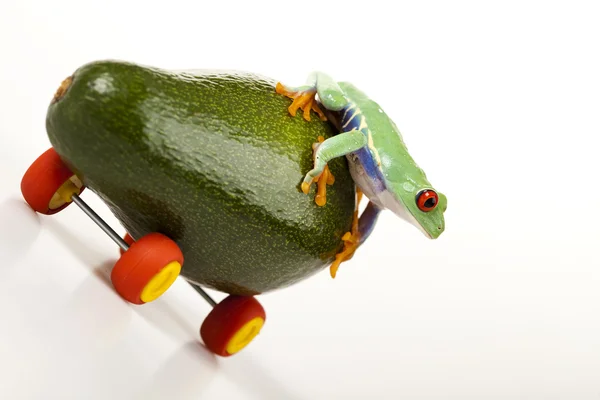 Toy and frog — Stock Photo, Image