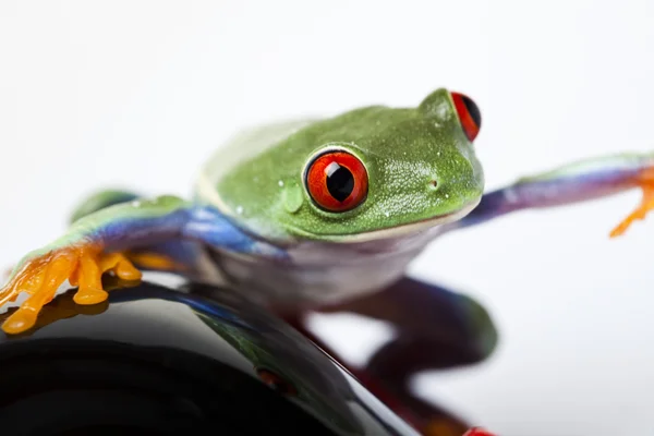 Toy and frog — Stock Photo, Image