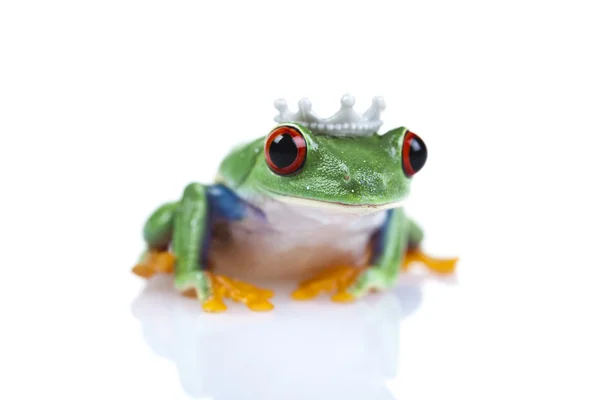 stock image Princess frog