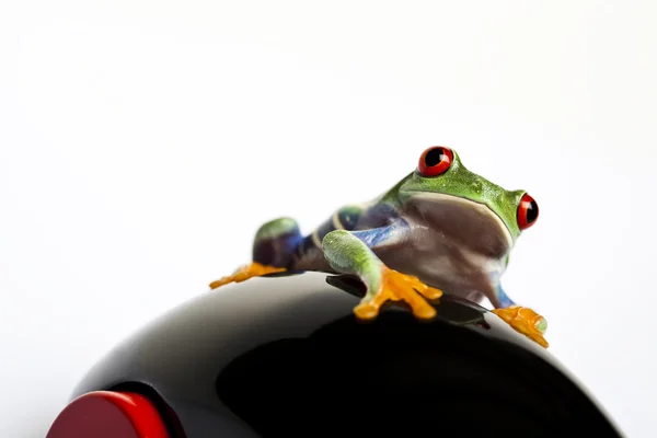 Hračky a žába — Stock fotografie
