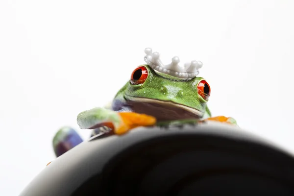 公主青蛙 — 图库照片