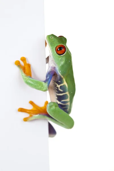 stock image Frog, small animal red eyed