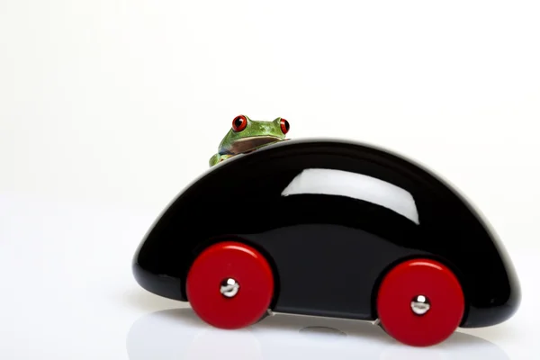 Grüner Frosch am Steuer — Stockfoto