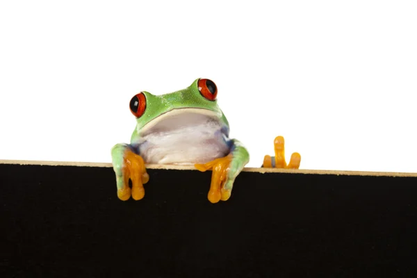 帧的青蛙 — 图库照片