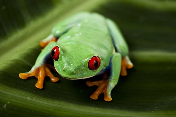 stock image Green Frog