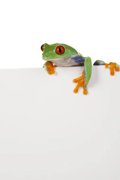 Frame frog — Stock Photo, Image
