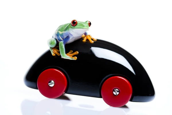 Car toy and crazy frog — Stock Photo, Image