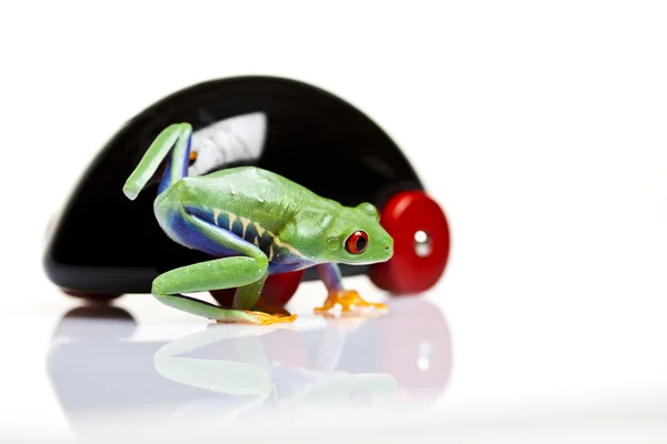 Samochód zabawka i crazy frog — Zdjęcie stockowe