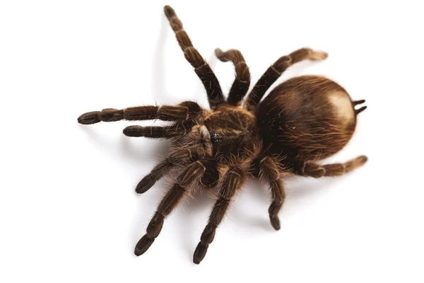 Spinnenhintergrund — Stockfoto