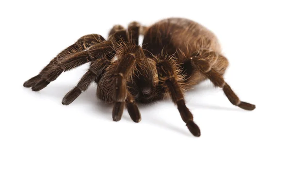 Spinnenhintergrund — Stockfoto