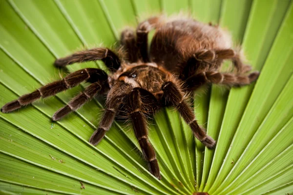 Spider background — Stock Photo, Image
