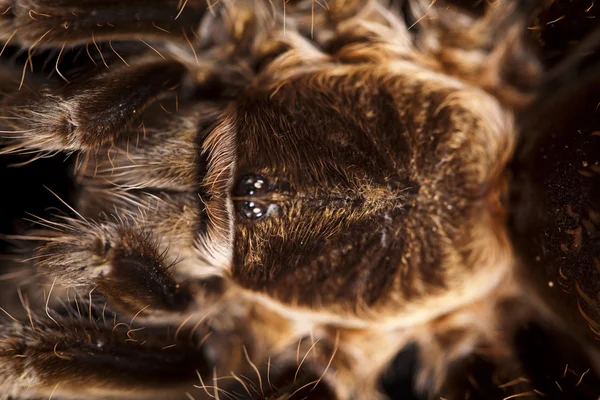큰 독 거미 — 스톡 사진